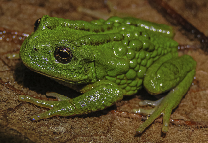 $publishedArticle->coverImageAltText