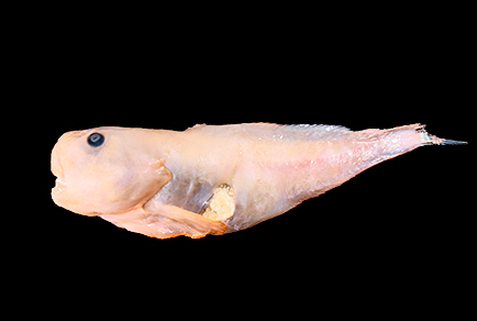 $publishedArticle->coverImageAltText