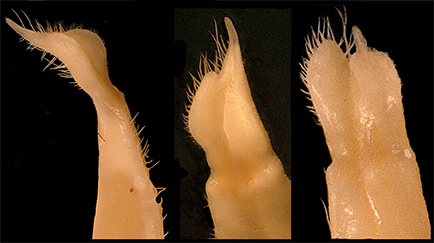 $publishedArticle->coverImageAltText