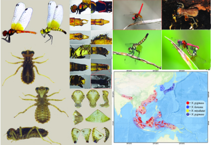 $publishedArticle->coverImageAltText