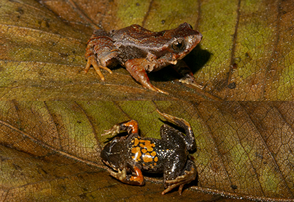 $publishedArticle->coverImageAltText