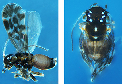 $publishedArticle->coverImageAltText