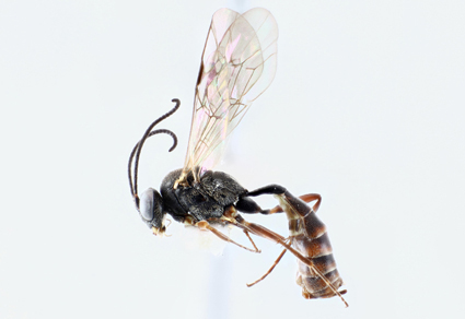 $publishedArticle->coverImageAltText