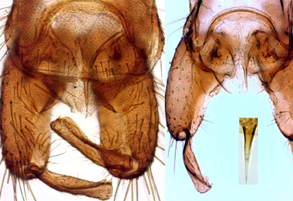 $publishedArticle->coverImageAltText