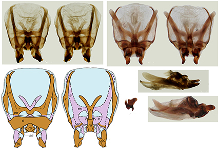 $publishedArticle->coverImageAltText