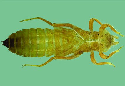 $publishedArticle->coverImageAltText