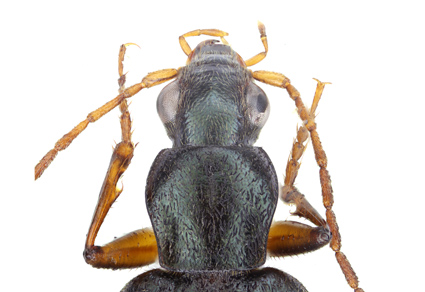 $publishedArticle->coverImageAltText