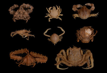 $publishedArticle->coverImageAltText