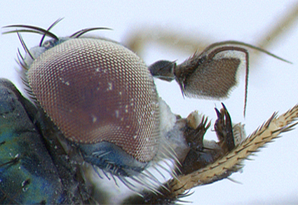 $publishedArticle->coverImageAltText