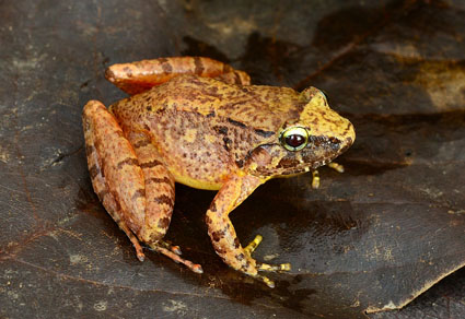 $publishedArticle->coverImageAltText