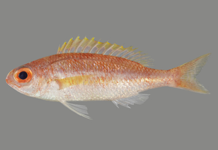 $publishedArticle->coverImageAltText