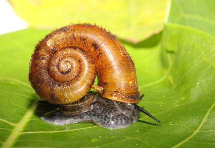 $publishedArticle->coverImageAltText