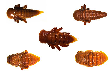 $publishedArticle->coverImageAltText