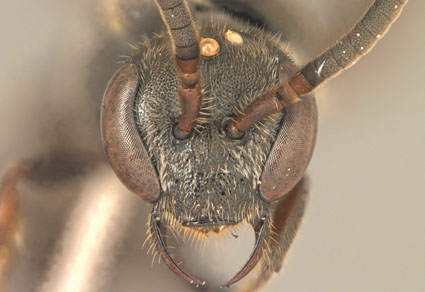 $publishedArticle->coverImageAltText