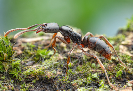 $publishedArticle->coverImageAltText