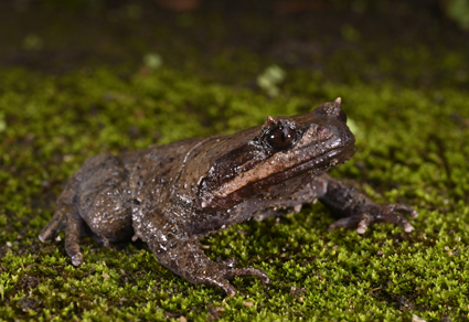 $publishedArticle->coverImageAltText