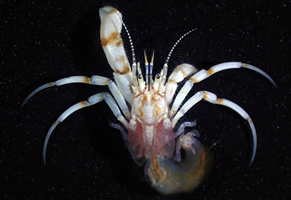 $publishedArticle->coverImageAltText