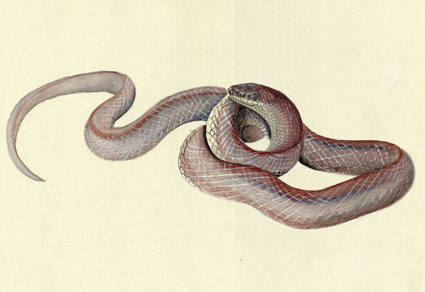 $publishedArticle->coverImageAltText