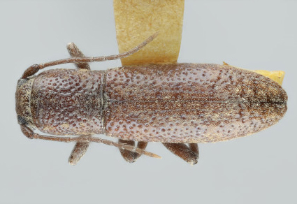 $publishedArticle->coverImageAltText