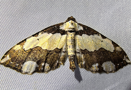 $publishedArticle->coverImageAltText