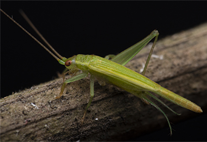 $publishedArticle->coverImageAltText