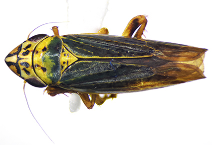 $publishedArticle->coverImageAltText