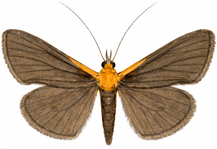 $publishedArticle->coverImageAltText