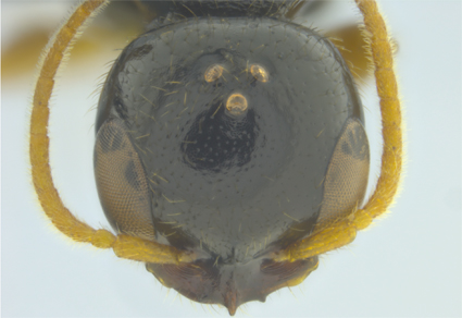 $publishedArticle->coverImageAltText