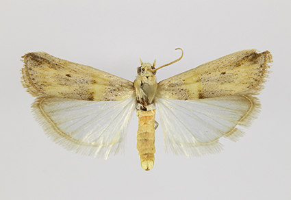 $publishedArticle->coverImageAltText