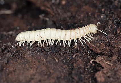 $publishedArticle->coverImageAltText