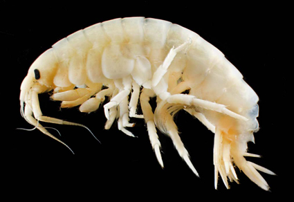 $publishedArticle->coverImageAltText