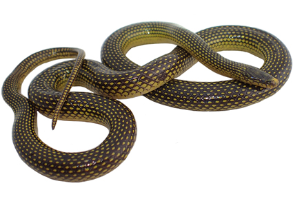 $publishedArticle->coverImageAltText