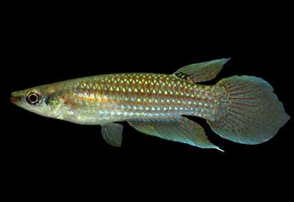 $publishedArticle->coverImageAltText