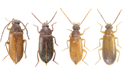 $publishedArticle->coverImageAltText