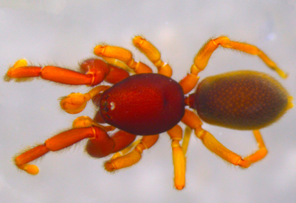 $publishedArticle->coverImageAltText