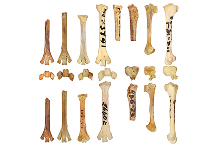 $publishedArticle->coverImageAltText