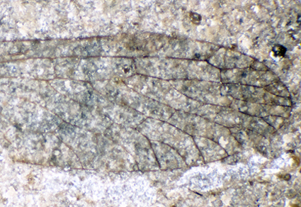 $publishedArticle->coverImageAltText