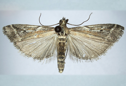 $publishedArticle->coverImageAltText