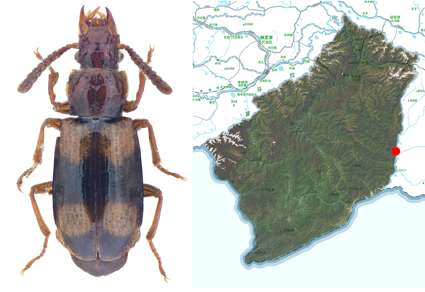 $publishedArticle->coverImageAltText