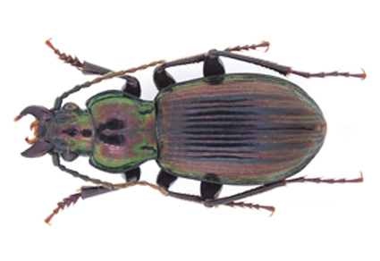 $publishedArticle->coverImageAltText