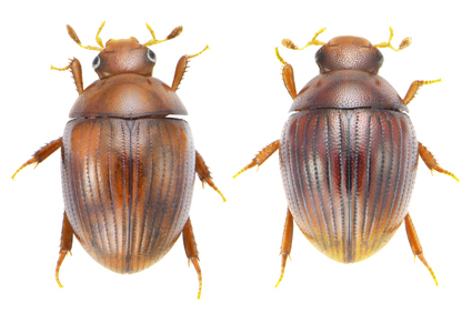 $publishedArticle->coverImageAltText