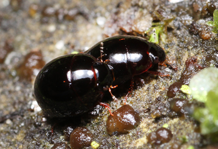 $publishedArticle->coverImageAltText