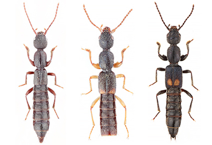 $publishedArticle->coverImageAltText