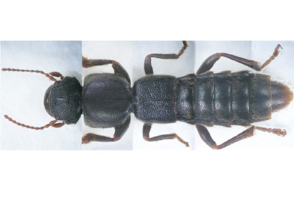 $publishedArticle->coverImageAltText