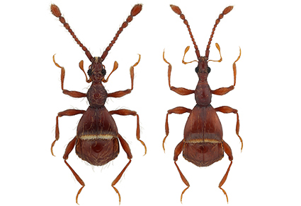 $publishedArticle->coverImageAltText