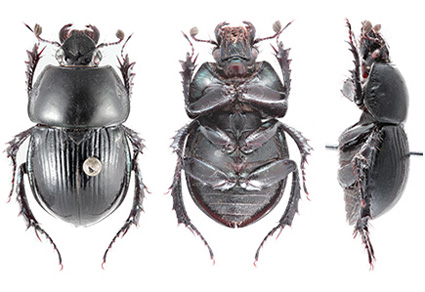 $publishedArticle->coverImageAltText