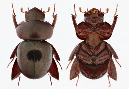 $publishedArticle->coverImageAltText