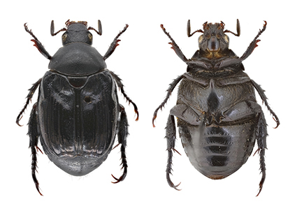 $publishedArticle->coverImageAltText