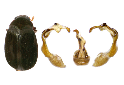 $publishedArticle->coverImageAltText