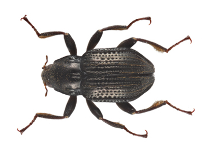 $publishedArticle->coverImageAltText